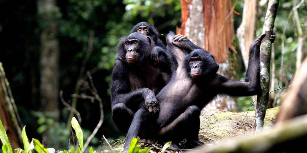 What animal has the highest IQ? 2 bonobofamily