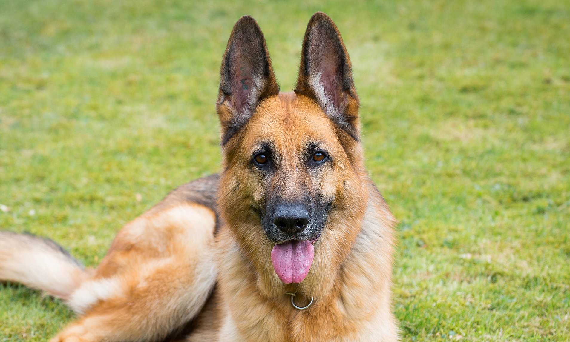 Top Well-Behaved Dog Breeds: Make Puppy Dreams a Reality!