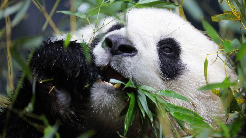Pandas Choose Bamboo Over Gut Instinct: Scientists Reveal Why
